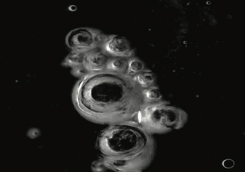 A cell-like abstract image